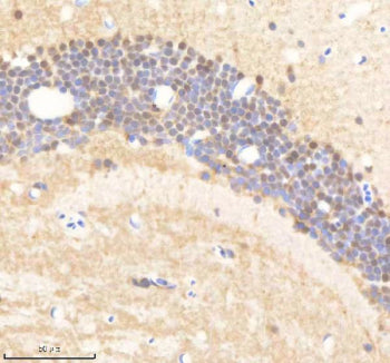 IHC staining of zebrafish Psmc5 protein using Zebrafish Psmc5 antibody, HRP-labeled secondary and DA