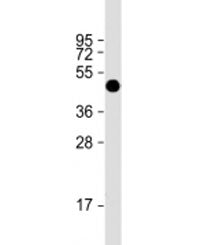 FAT1 Antibody