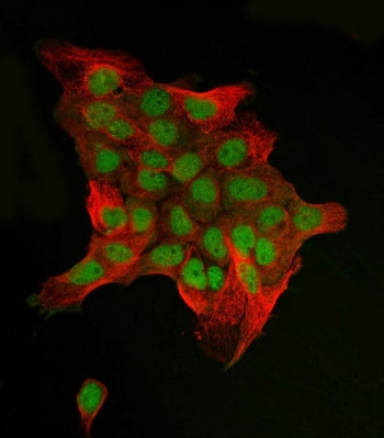 Immunofluorescent staining of FFPE human A431 cells with c-Jun antibody (green) and Beta Tubulin ant