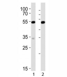 Serum Response Factor Antibody (Srf)