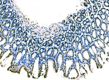 KLF4 Antibody
