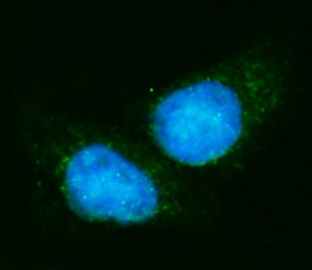 EIF4A1 Antibody