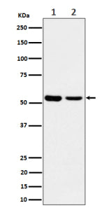 Western blot analysis of AAMP expression in (1) lysate; (2) MCF7 cell lysate using AAMP antibody. Pr