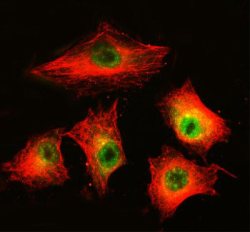 Immunofluorescent staining of MAML3 using anti-MAML3 antibody (green) and anti-Beta Tubulin antibody