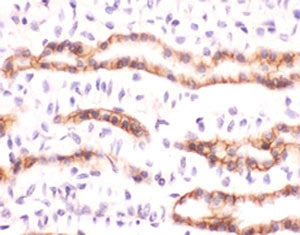 IHC staining of FFPE human kidney with recombinant Erythropoietin antibody (clone ERTP-1). HIER: boi