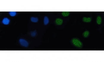 NKX2.5 Antibody