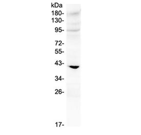 IGFBP3 Antibody