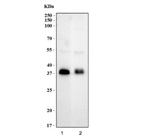 Western blot testing of 1) human HL60 and 2) rat PC-12 cell lysate with ATOH1 antibody. Predicted mo