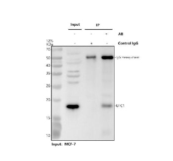 UFC1 Antibody / Ubiquitin-fold modifier conjugating enzyme 1, 100ug