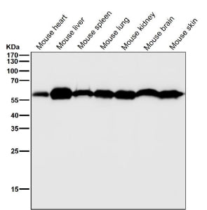 All lanes use the KLC3 antibody at 1:2K dilution for 1 hour at room temperature. Predicted molecular