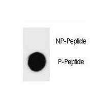 Phospho-Caspase-3 Antibody (pS26)