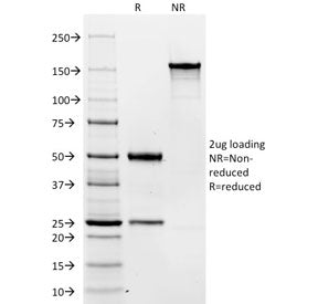 SDS-PAGE analysis of purified, BSA-free CD19 antibody (clone C19/366) as confirmation of integrity a