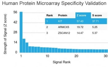 Analysis of HuProt(TM) microarray containing more than 19,000 full-length human proteins using CD117