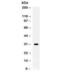 ZWINT Antibody