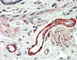 IHC testing of FFPE human colon with THBS3 antibody at 5ug/ml. HIER: steamed with pH6 citrate buffer