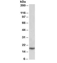 Western blot testing of placenta lysate with PLA2 antibody at 0.1ug/ml. Predicted molecular weight ~