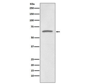 p73 Antibody / Tumor Protein 73