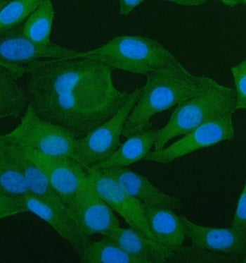 Immunofluorescent staining of FFPE human HeLa cells with PAWR antibody (green) and DAPI nuclear stai