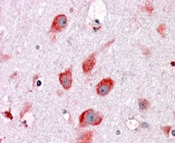 IHC testing of FFPE human cortex with RPL22 antibody at 4ug/ml. HIER: steamed with pH6 citrate buffe