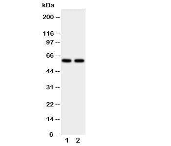 CYP11A1 Antibody