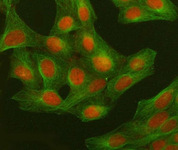 Immunofluorescent staining of FFPE human U-2 OS cells with GWL antibody (red) and Alpha Tubulin mAb