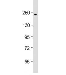 PBRM1 Antibody / BAF180