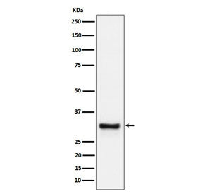 Adiponectin Antibody