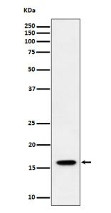 Western blot analysis of TCEB2/ELOB expression in human HeLa cell lysate using ELOB antibody. Wester