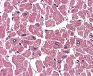 IHC staining of FFPE human heart with ABTB1 antibody at 4ug/ml. HIER: steamed with pH6 citrate buffer, AP-staining.