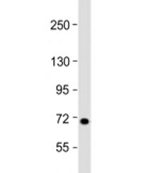L3MBTL4 Antibody