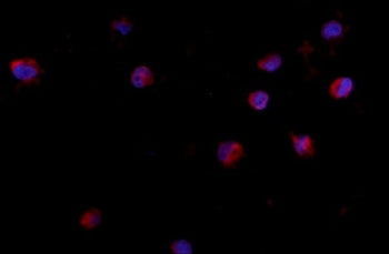 CD24 Antibody