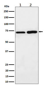 Western blot analysis of PREPL expression in (1) human MCF7 cell lysate; (2) rat C6 cell lysate usin