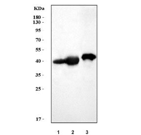 MEK6 Antibody / MKK6 / MAP2K6