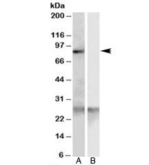 SCARF1 Antibody