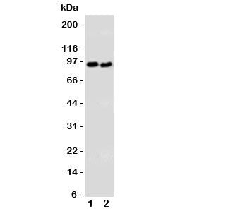 Western blot testing of DISC1 antibody and Lane 1: U87; 2: SHG-44 cell lysate. Expected/observed mol