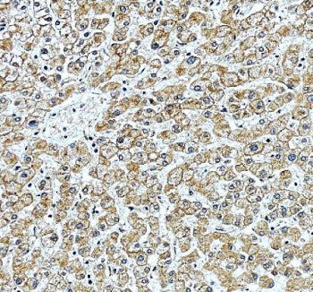 IHC staining of FFPE human liver tissue with Protein O-glucosyltransferase 3 antibody, HRP-secondary