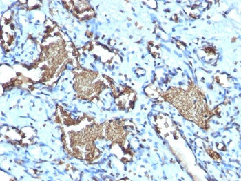 Glycophorin A Antibody