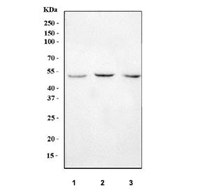 Western blot analysis of 1) human T-47D, 2) monkey COS7 and 3) mouse kidney lysate with AAT antibody