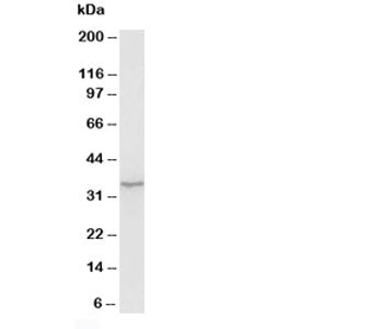 Morg1 Antibody