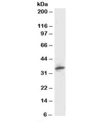 Western blot testing of human kidney lysate and PSMF1 antibody at 1ug/ml. Predicted molecular weight