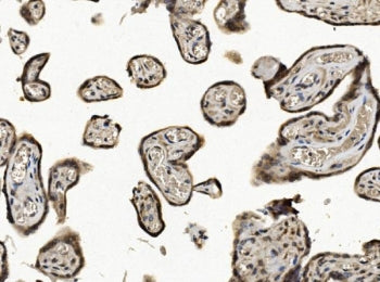 IHC staining of FFPE human placental tissue with Eukaryotic translation initiation factor 1 antibody