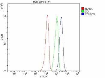 Flow Cytometry analysis of SH-SY5Y cells using anti-SYNPO2L antibody. Overlay histogram showing SH-S