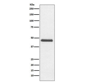 CNPase Antibody