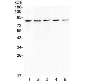 RNF43 Antibody