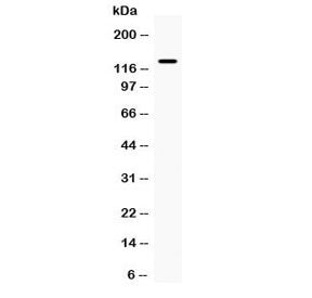 iNOS Antibody / NOS2