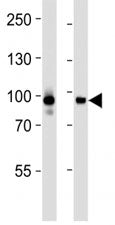 STAT3 Antibody