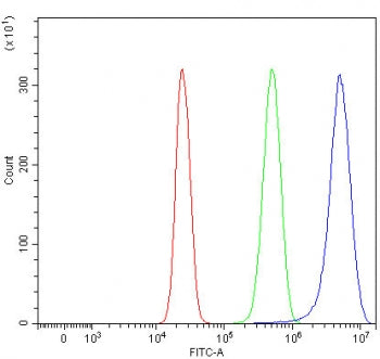 Sphingosine kinase 1 Antibody / SPHK1