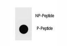 Dot blot analysis of phospho-Ammonium transporter antibody. 50ng of phos-peptide or nonphos-peptide