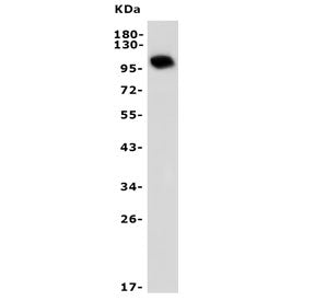 PDE10A Antibody