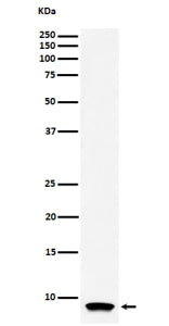Western blot analysis of ATP5G1 expression in human HL-60 cell lysate using the ATP5G1 antibody. A s